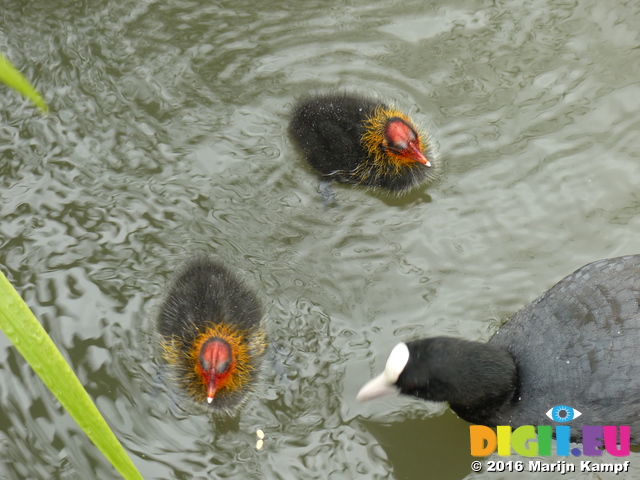 FZ029755 Coot and chicks (Fulica atra)